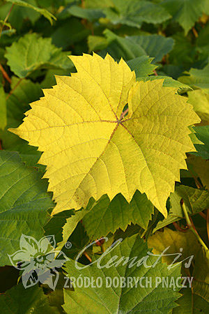 Vitis 'Marechal Foch'