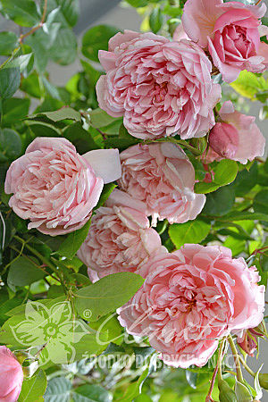 Rosa 'Albertine'