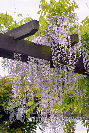 Wisteria 'Anwen'