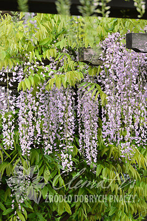 Wisteria 'Anwen'