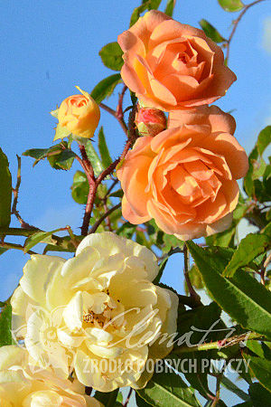 Rosa 'Ghislaine de Féligonde'