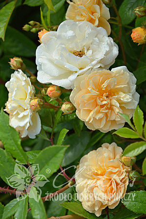 Rosa 'Ghislaine de Féligonde'