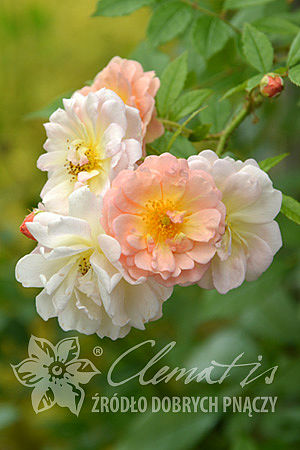 Rosa 'Ghislaine de Féligonde'