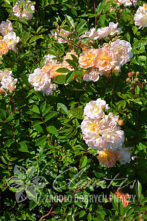 Rosa 'Ghislaine de Féligonde'