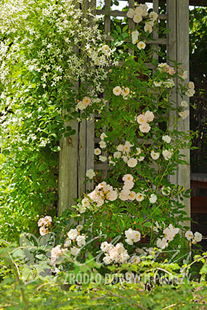 Rosa 'Ghislaine de Féligonde'