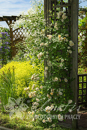 Rosa 'Ghislaine de Féligonde'