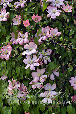 Clematis 'Ai-Nor'