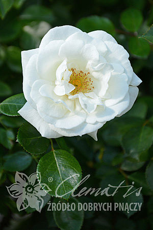 Rosa 'White New Dawn'