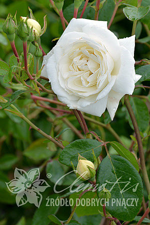 Rosa 'White New Dawn'