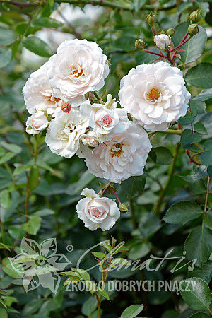 Rosa 'White New Dawn'