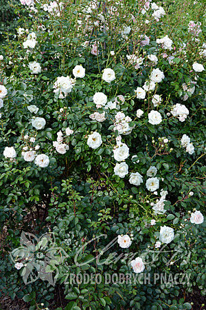 Rosa 'White New Dawn'