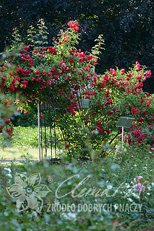 Rosa 'Korflata'