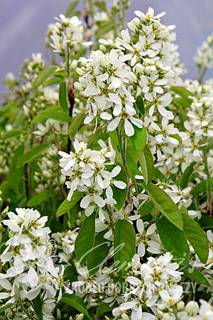 Amelanchier alnifolia 'Sleyt'