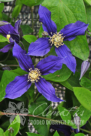 Clematis 'Blue Sensation' 