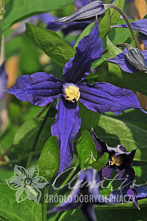 Clematis 'Blue Sensation' 