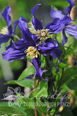 Clematis 'Blue Sensation' 