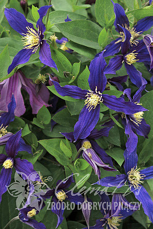 Clematis 'Blue Sensation' 