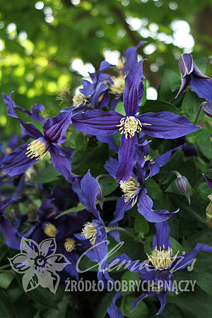 Clematis 'Blue Sensation' 