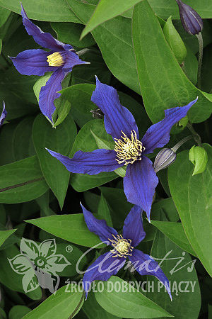 Clematis 'Blue Sensation' 