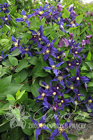 Clematis 'Blue Sensation' 