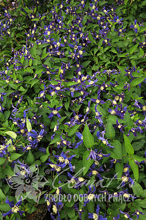 Clematis 'Blue Sensation' 