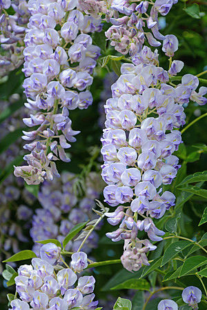 Wisteria macrostachya 'Blue Moon'