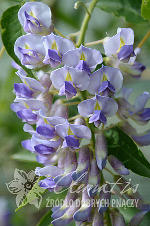 Wisteria macrostachya 'Blue Moon'