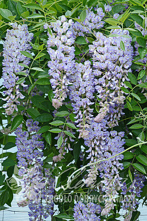 Wisteria macrostachya 'Blue Moon'