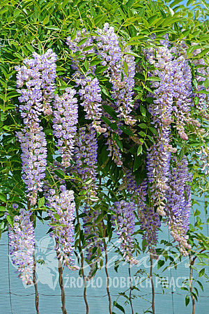 Wisteria macrostachya 'Blue Moon'