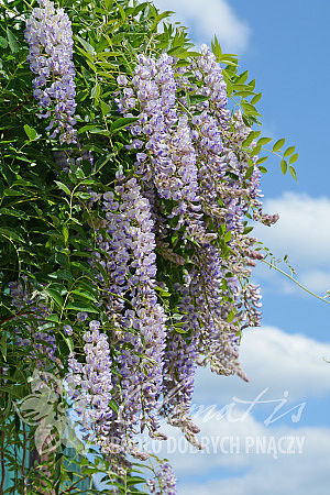 Wisteria macrostachya 'Blue Moon'