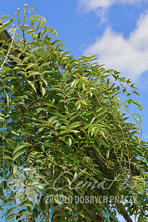 Wisteria macrostachya 'Blue Moon'