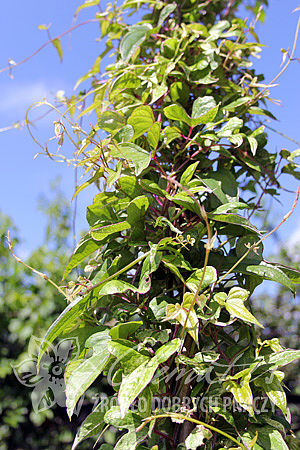 Dioscorea batatus 'Variegata'