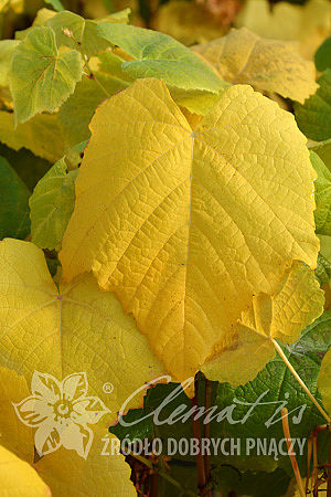 Vitis 'Reliance'