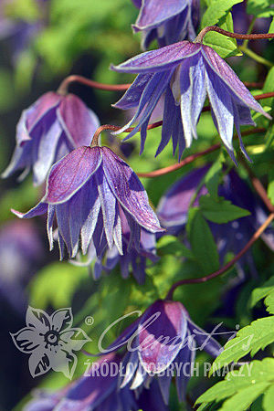 Clematis 'Cecile'