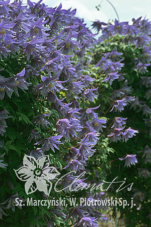 Clematis 'Cecile'