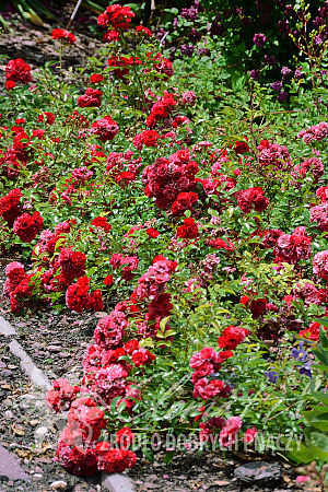 Rosa FAIRY DANCE 'Harward' 