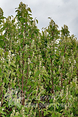 Amelanchier alnifolia 'Obelisk'PBR