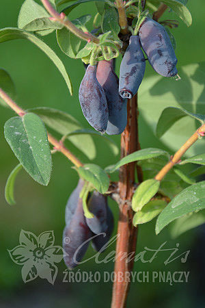 Lonicera kamtschatica 'Vostorg'