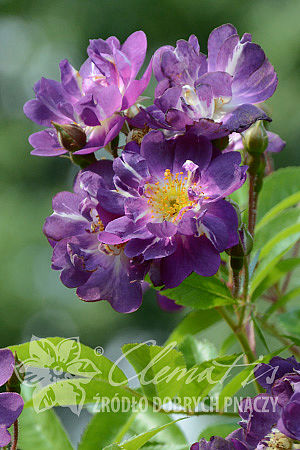 Rosa 'Veilchenblau'