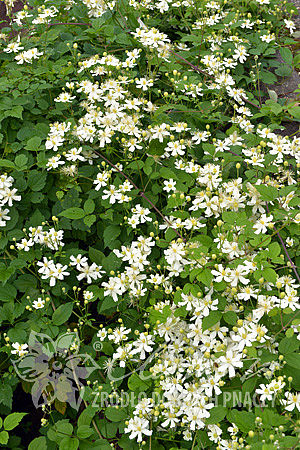 Clematis 'Paul Farges' SUMMER SNOW