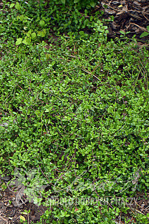 Euonymus fortunei 'Kewensis'
