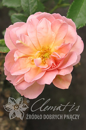 Rosa 'Emelie'