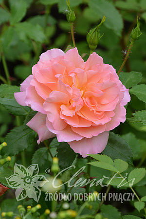 Rosa 'Emelie'