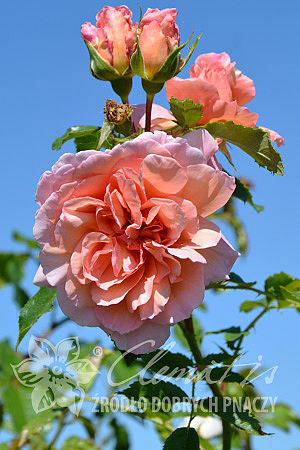 Rosa 'Emelie'