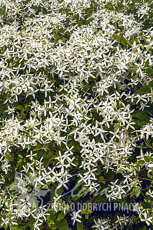 Clematis terniflora 'Early Snow'