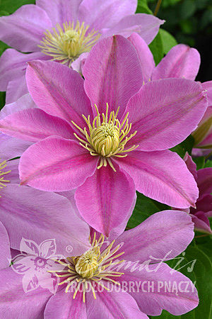 Clematis 'Pink Beauty'
