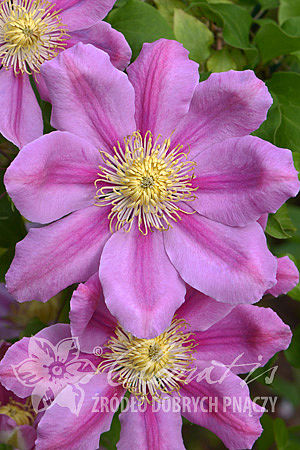 Clematis 'Pink Beauty'