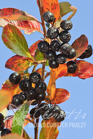 Aronia ×prunifolia 'Nero'