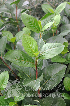 Aronia ×prunifolia 'Nero'