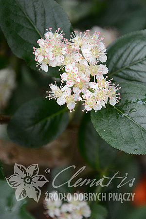 Aronia ×prunifolia 'Nero'